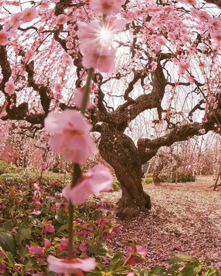 Flores del cerezo Sakura